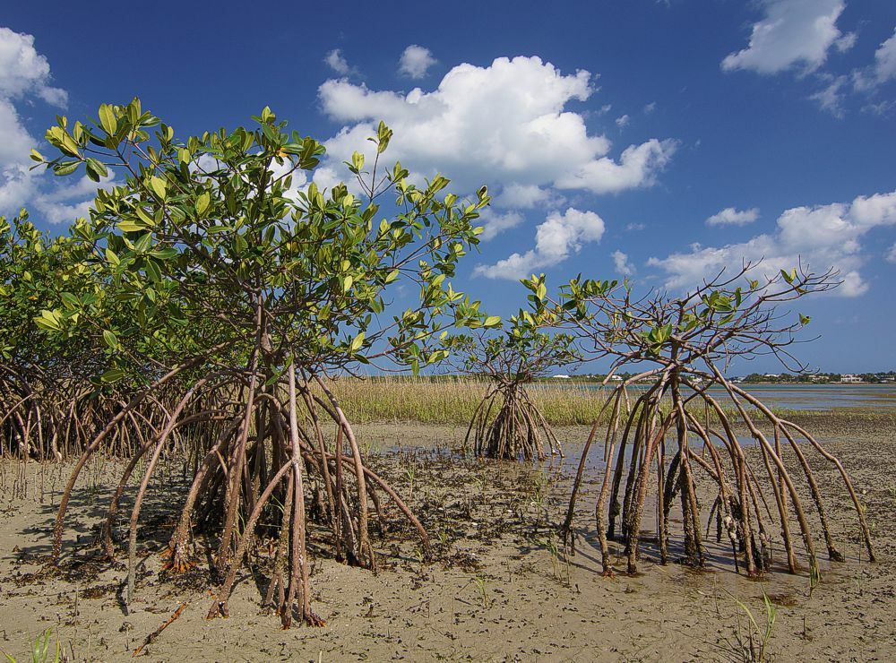 Click to See Next Image